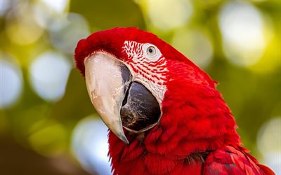 guacamayo rojo, loro rojo, guacamayos, loro sudamericano, guacamayo, pájaros hermosos