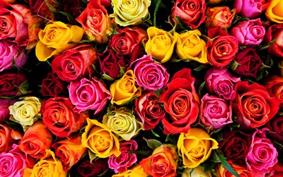 renkli güller, tomurcuklar, makro, bokeh, rengarenk çiçekler, güller, güllü resimler, güzel çiçekler, güllü arka planlar, renkli tomurcuklar