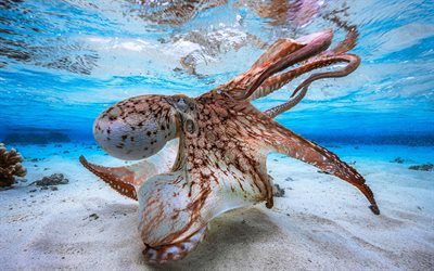 octopus, underwater world, ocean, octopus underwater, octopodes, marine inhabitants