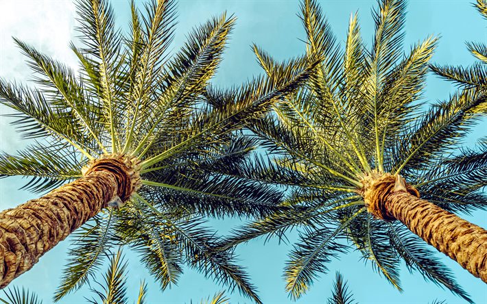 4k, palmträd bottenvy, tropiska öar, sommarresor, palmer, kväll, solnedgång, höga palmer