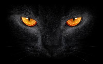 svart katt, gula ögon, nosparti, katter
