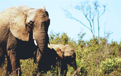 elefanter, liten elefant, unge, vilda djur, afrika