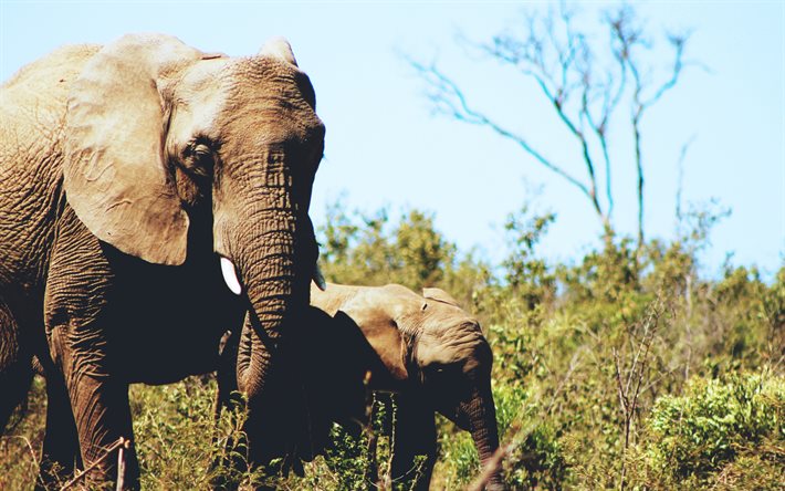 हाथी, शावक, वन्य जीवन, अफ्रीका