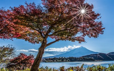 fuji, l'été, le lac kawaguchi, sakura, le japon, le mont fuji, le soleil, japon