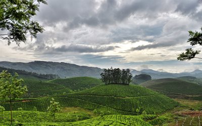 colline, kerala, piantagioni di tè, munnar, india