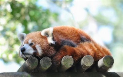 panda vermelho, firefox