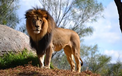 le lion, le prédateur, le roi des animaux