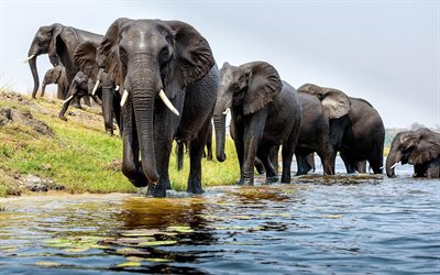 elefanten -, fluss -, elefanten, afrika