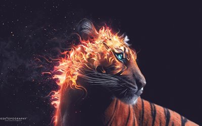 desktopografia, fogo, tigre, abstração