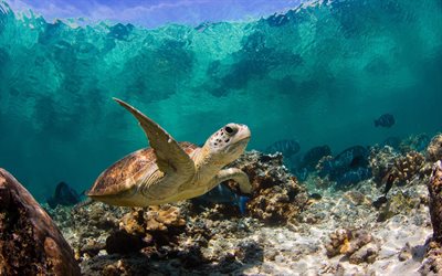 turtle, coral reef, underwater world, wave