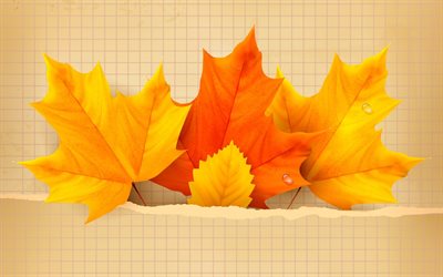 가을, 잎, 노트북, 가을 단풍