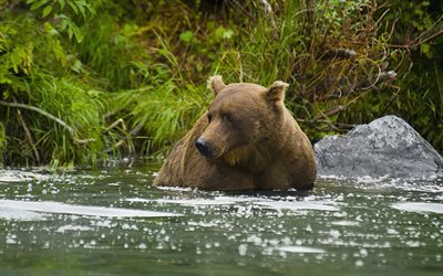 l'ours, la rivière, la pêche, le grizzly