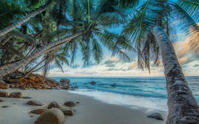sea, seychelles, palm trees, evening landscape