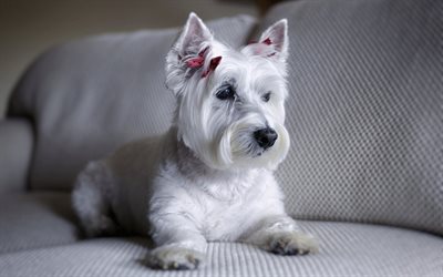 dogs, the west highland white terrier, doggie