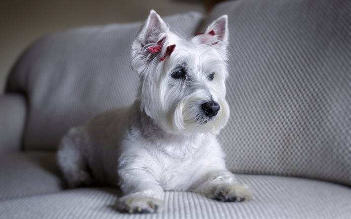 dogs, the west highland white terrier, doggie