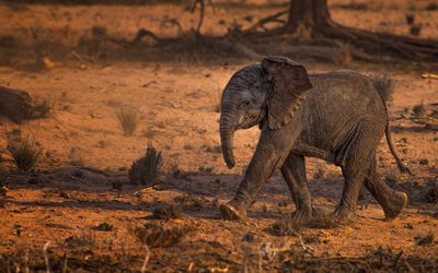अफ्रीका में, हाथी, रेगिस्तान