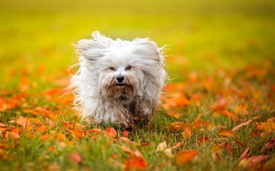 havanese, puppy, dogs, the havanese, autumn