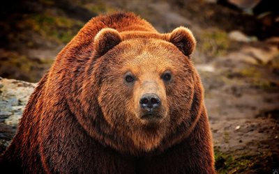 grizzly, braunbär, bär, raubtier
