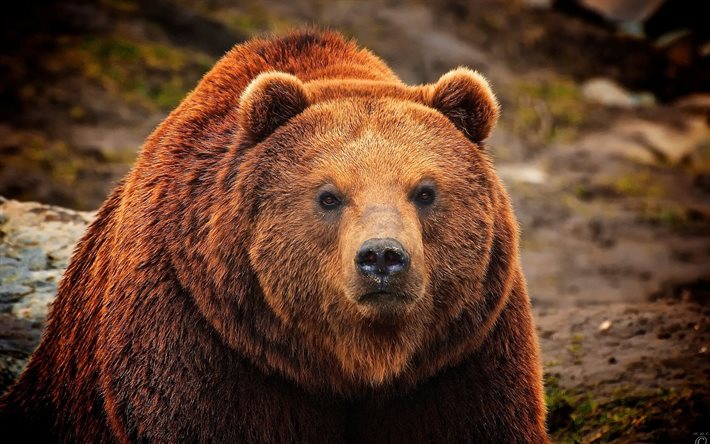 grizzly, l'ours brun, l'ours, le prédateur
