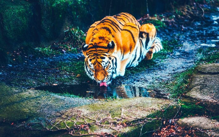 tiger, flod, vilda djur, rovdjur