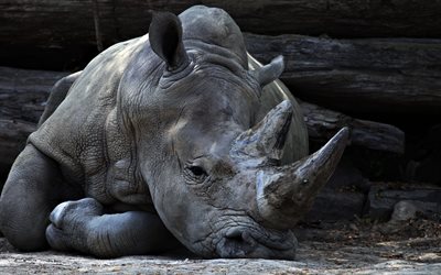 rinoceronte, 4k, zoo, rhino