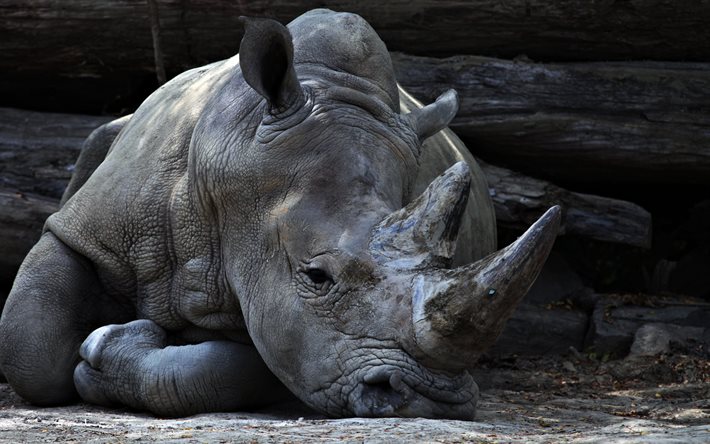 코뿔소, 4k, 동물원, rhino
