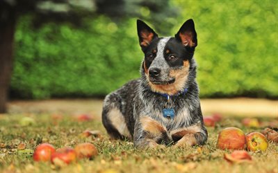 Blue Heeler, autumn, Australian Cattle Dog, bokeh, lawn, dogs, Australian Bouvier Dog, pets, Australian Heeler, Queensland Heeler