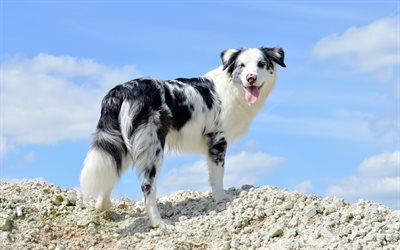 豪州羊飼い, 美しいカ犬, オーストラリア, かわいい動物たち, ペット, 犬