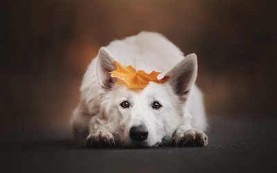 white swiss shepherd dog, autumn, white big beautiful dog, park, yellow leaves