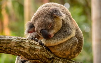 sovande koala, söta djur, eukalyptus, bokeh, phascolarctos cinereus, koala på gren, vilda djur och växter, koal