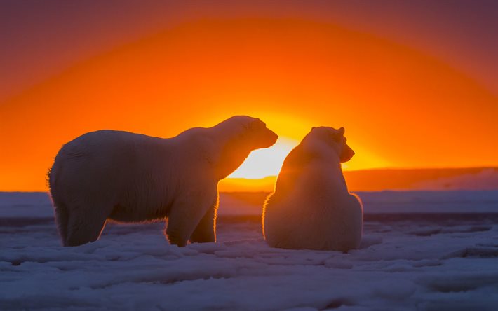 vinter, antarktis, isbjörnar, solnedgång, björnar