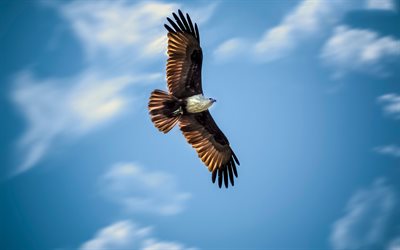 bald eagle, flight, blue sky, predators, birds, Haliaeetus leucocephalus