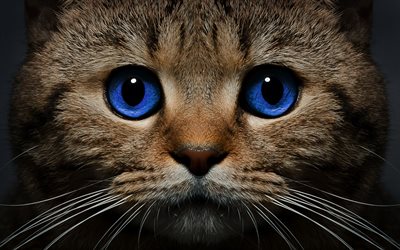 les chats, le museau, les yeux bleus, les animaux de compagnie