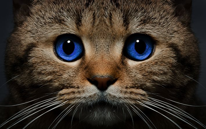katter, nosparti, blå ögon, husdjur