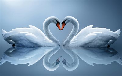 white swans, love, birds, heart, romantic, lovebirds