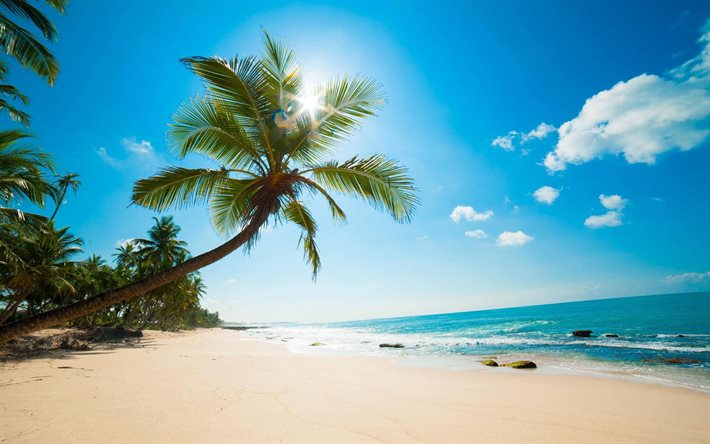 Árbol de palma, verano, playa, océano, islas tropicales, Seychelles