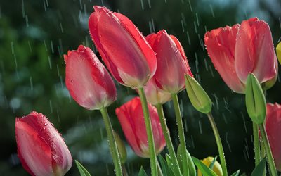 tulipani rosa, primavera, rugiada, gocce d'acqua