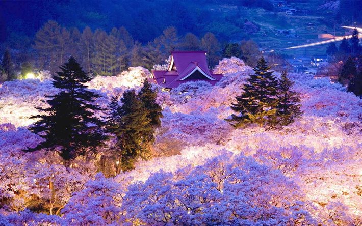 اليابان, الربيع, المزهرة, ساكورا, ليلة, بارك