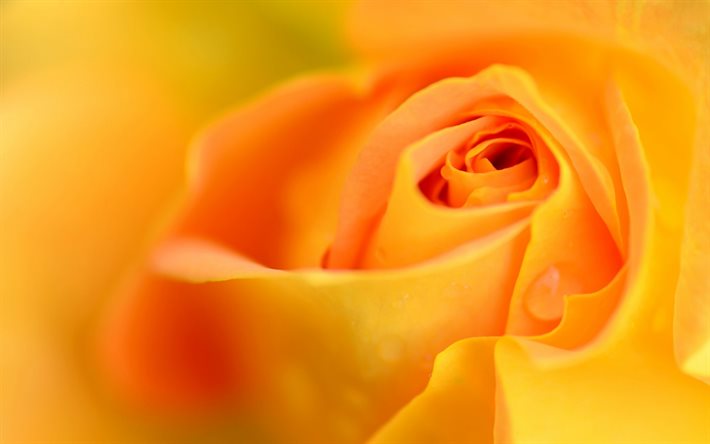 オレンジローズ, rosebud, 美しいオレンジの花, マクロ