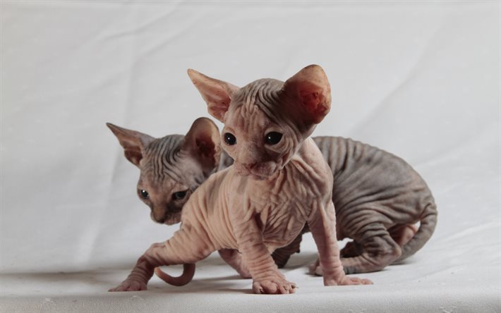 Sphynx Cats, kittens, cute animals, family, cats, gray Sphynx, close-up, domestic cats, Sphynx