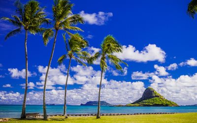 Hawaii, las palmas, costa, mar, verano, estados UNIDOS, América