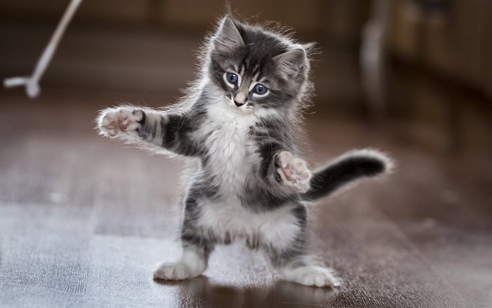 white gray little kitten, funny cat, cute animals, maine coon, pets