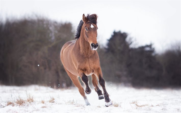 running horse, winter, snow, brown horse, farm