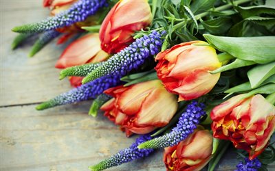 rouge tulipes, muscari, printemps, bouquet, close-up, les tulipes