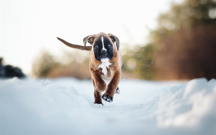 Boxer cachorro, nieve, pequeño marrón del perro, mascotas, animales lindos
