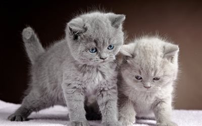 Gatitos British Shorthair, la familia, los gatos domésticos, el gato gris, gatitos, animales lindos, Gato Británico de Pelo corto