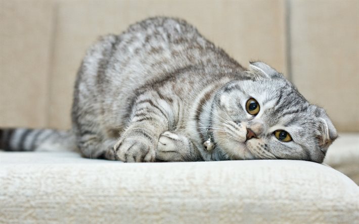 Scottish Fold cat, gray cat, pets, breed of domestic cats, cute animals, funny cats