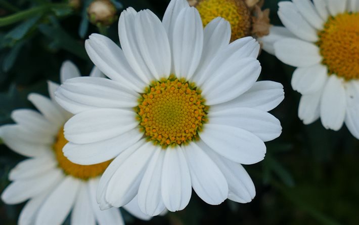 daisy, petali bianchi, close-up, sfocatura