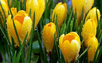 crocuses, yellow flowers, drops, close-up