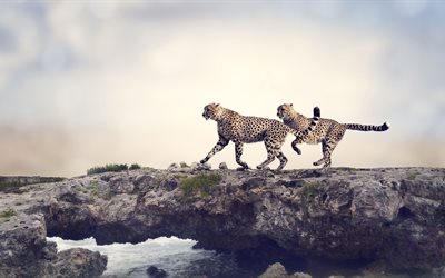 cheetah, felsen, stein, räuber, wildlife
